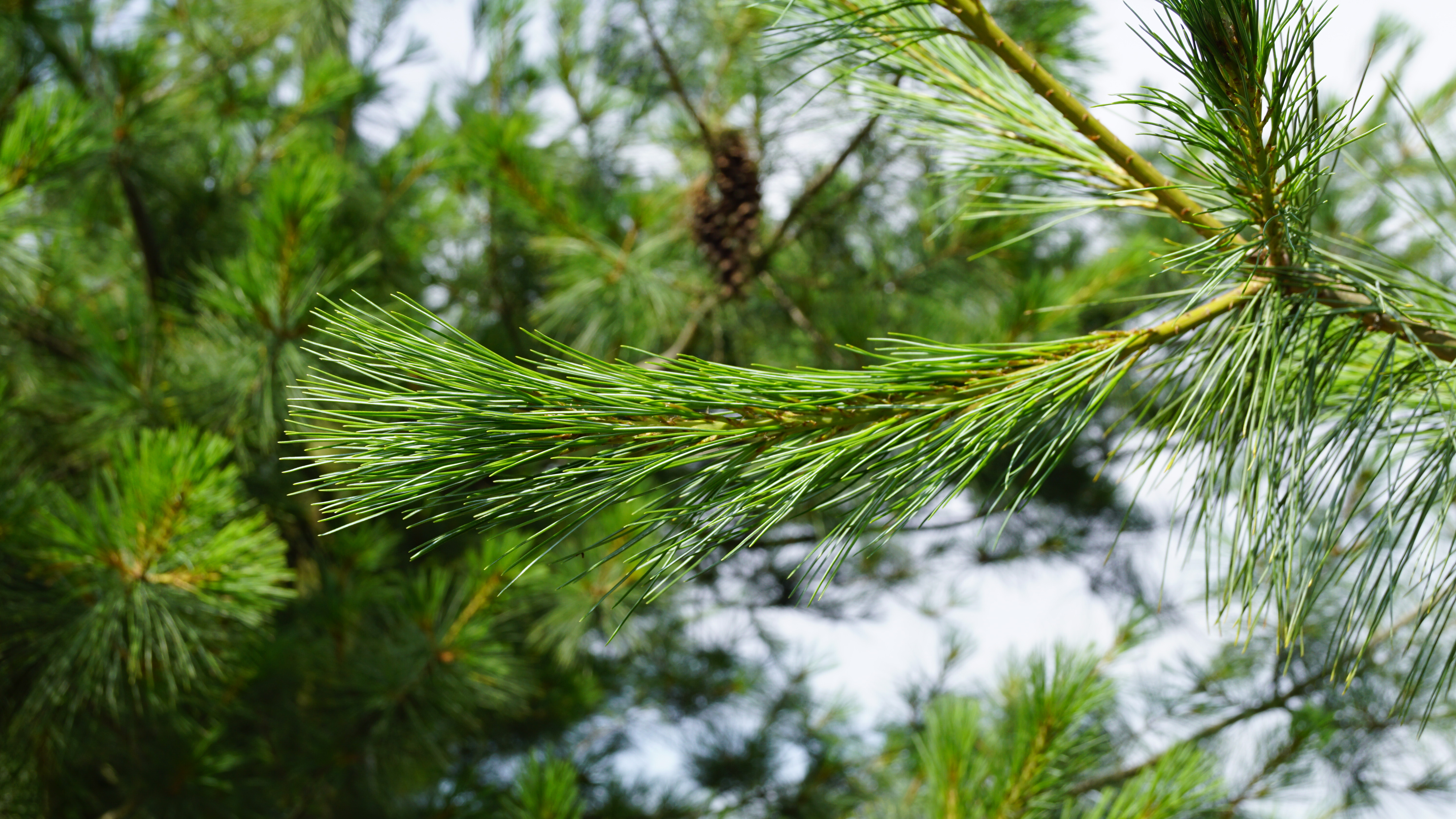 Pinus strobus (8)